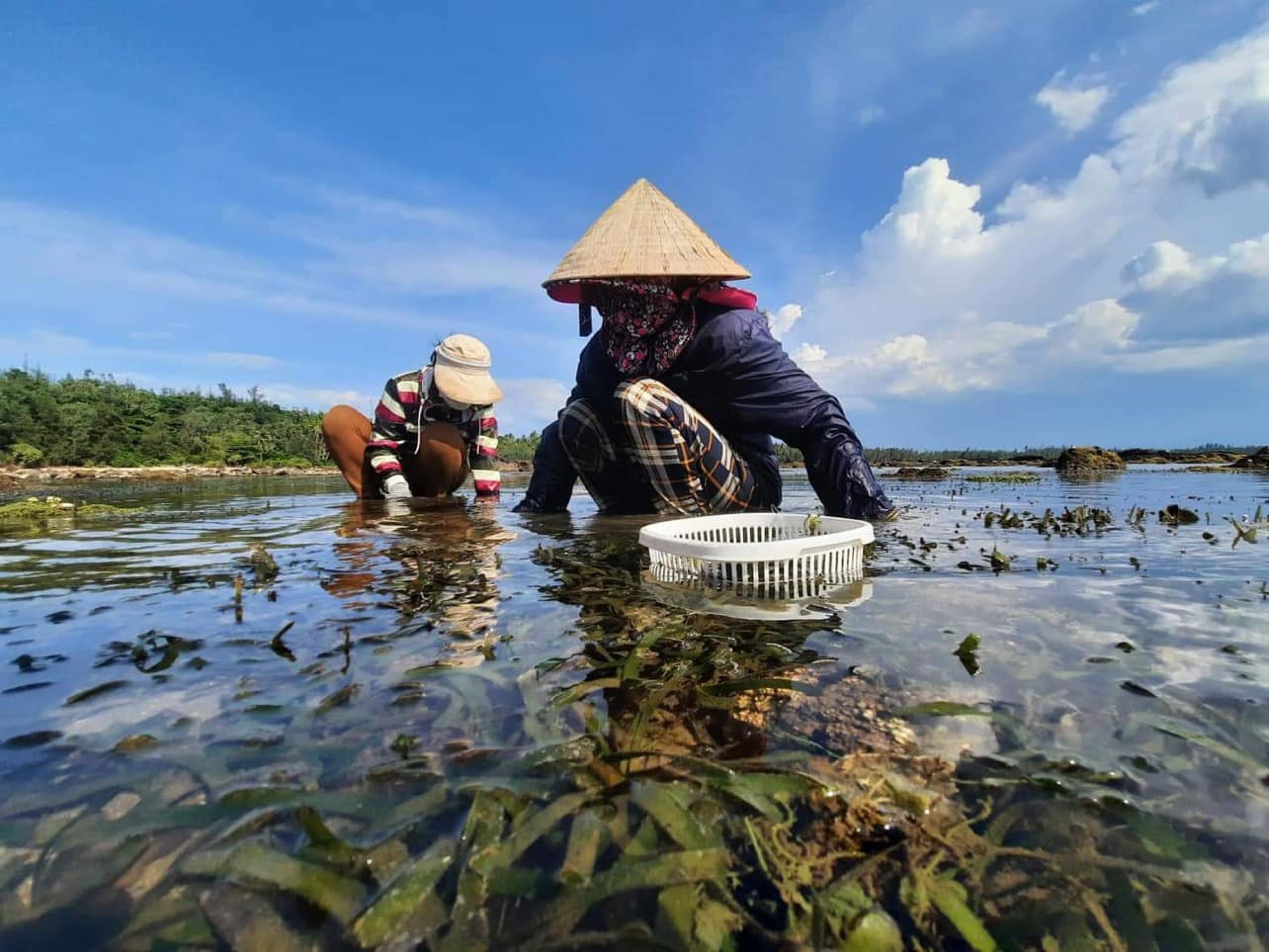 Người nhặt tiền trên rạn đá san hô